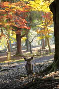 奈良鹿漫游免费的奈良公园