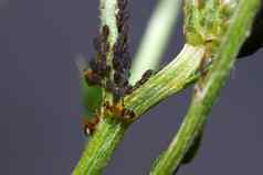牛蚂蚁管理粘稠液体蚜虫