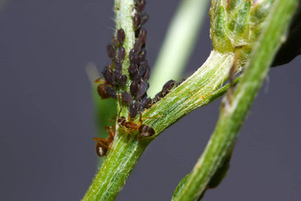 牛蚂蚁管理<strong>粘稠</strong>液体蚜虫