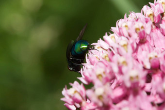 greenbottle飞的<strong>打击</strong>飞的费尼基sericata