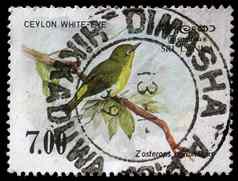 邮票印刷共和国斯里兰卡斯里兰卡显示斯里兰卡斯里兰卡白色的眼鸟zosteropsceylonensis