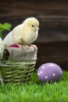 复活节桶鸡蛋年轻的复活节鸡