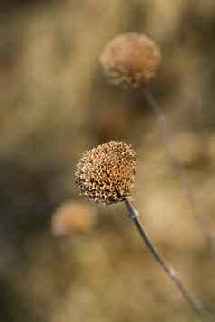 野生佛手柑monardafistulosa