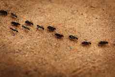 游行群蚂蚁