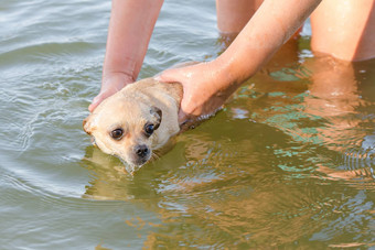 河游泳害怕狗吉娃娃