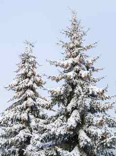 云杉树覆盖雪