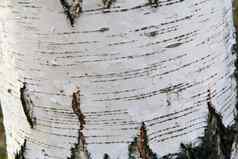 白色桦木树皮