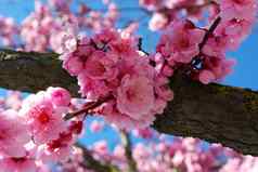 粉红色的开花李子花朵春天