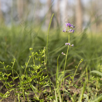 澳大利亚紫色的野花甘氨酸桉树草原