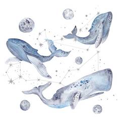 水彩插图鲸鱼星星