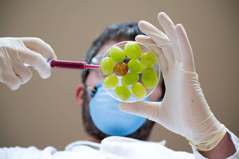 科学家创建转基因生物葡萄