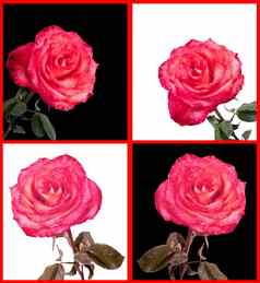 拼贴画照片红色的玫瑰白色黑色的背景