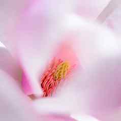 关闭美丽的粉红色的木兰花春天花背景
