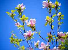 美丽的粉红色的木兰花蓝色的天空背景春天花图像
