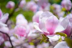 美丽的粉红色的木兰花春天背景