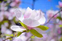 美丽的粉红色的木兰花蓝色的天空背景春天花图像