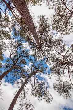 视图松果体松树树分支机构蓝色的天空