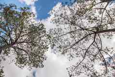 视图松果体松树树分支机构蓝色的天空