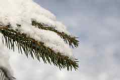 冷杉树分支新鲜的雪