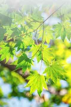 新鲜的绿色枫木叶子软焦点