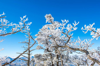 雪树拉克山冬天韩国