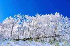 美丽的冬天景观树覆盖白色雪