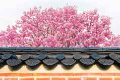 樱桃开花屋顶寺庙春天
