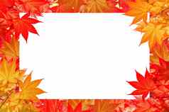 红色的枫木叶子色彩斑斓的秋天空间文本辛博