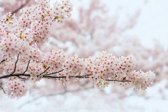 樱桃开花软焦点樱花季节韩国使用