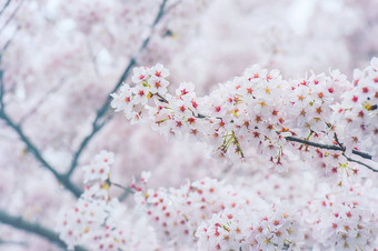 樱桃开花软焦点<strong>樱花</strong>季<strong>节</strong>韩国使用