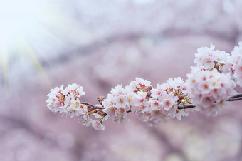 樱桃开花软焦点<strong>樱花</strong>季<strong>节</strong>韩国使用