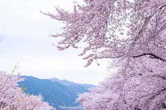 樱桃开花软焦点樱花季节韩国使用