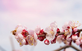 樱桃开花软焦点樱花季节背景