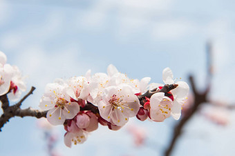 樱桃开花软焦点<strong>樱花</strong>季<strong>节</strong>背景