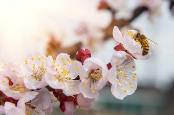 樱桃开花软焦点<strong>樱花</strong>季<strong>节</strong>背景