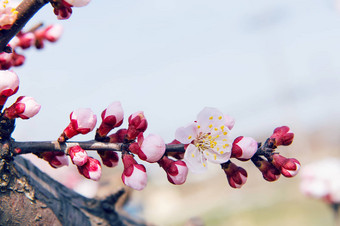 樱桃开花软焦点<strong>樱花</strong>季<strong>节</strong>背景