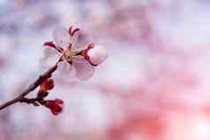 樱桃开花软焦点樱花季节背景
