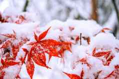 红色的秋天枫木树覆盖雪南韩国