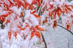 红色的秋天枫木树覆盖雪南韩国