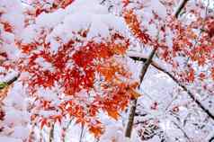 红色的秋天枫木树覆盖雪南韩国