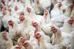 生病的鸡伤心鸡农场疫情鸟流感健康问题