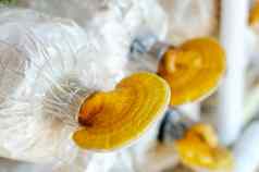 灵芝灵芝清明的蘑菇