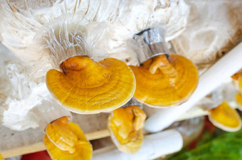 灵芝灵芝清明的蘑菇