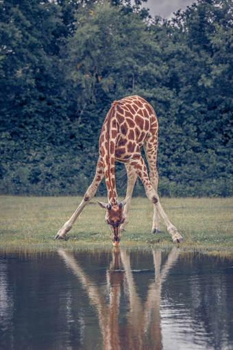 长颈鹿喝水池塘