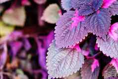 叶紫罗兰色的软光