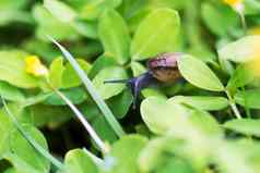 蜗牛叶花园绿色草