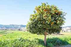 橙色树农村葡萄牙