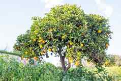 橙色树农村葡萄牙
