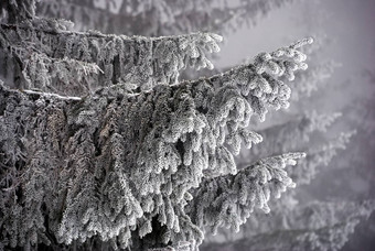 白雪覆盖的分支机构云杉冬天贝斯基迪山