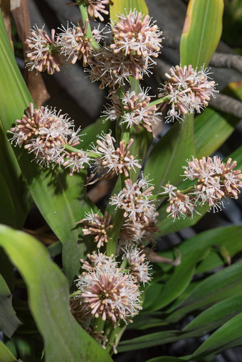 花龙血树属植物<strong>桂花</strong>开花